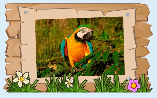 Adopt a macaw today!