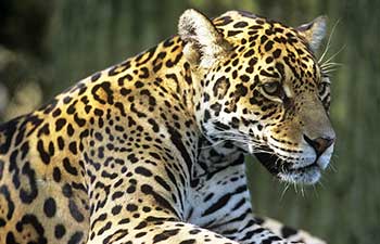 Jaguar (Panthera onca)