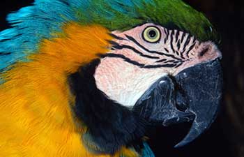 Ara ararauna Blue-and-yellow macaw South America