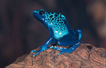 Blue poison frog (Dendrobates azureus); Suriname