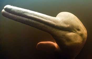Amazon / pink river dolphin / boto (Inia geoffrensis) Rio Negro, Brazil (Amazon) wild animal underwater, Threatened species (IUCN Red List)